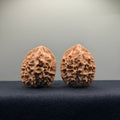 Emperor Wenwan Walnut · 39mm · Natural · Select Ritual