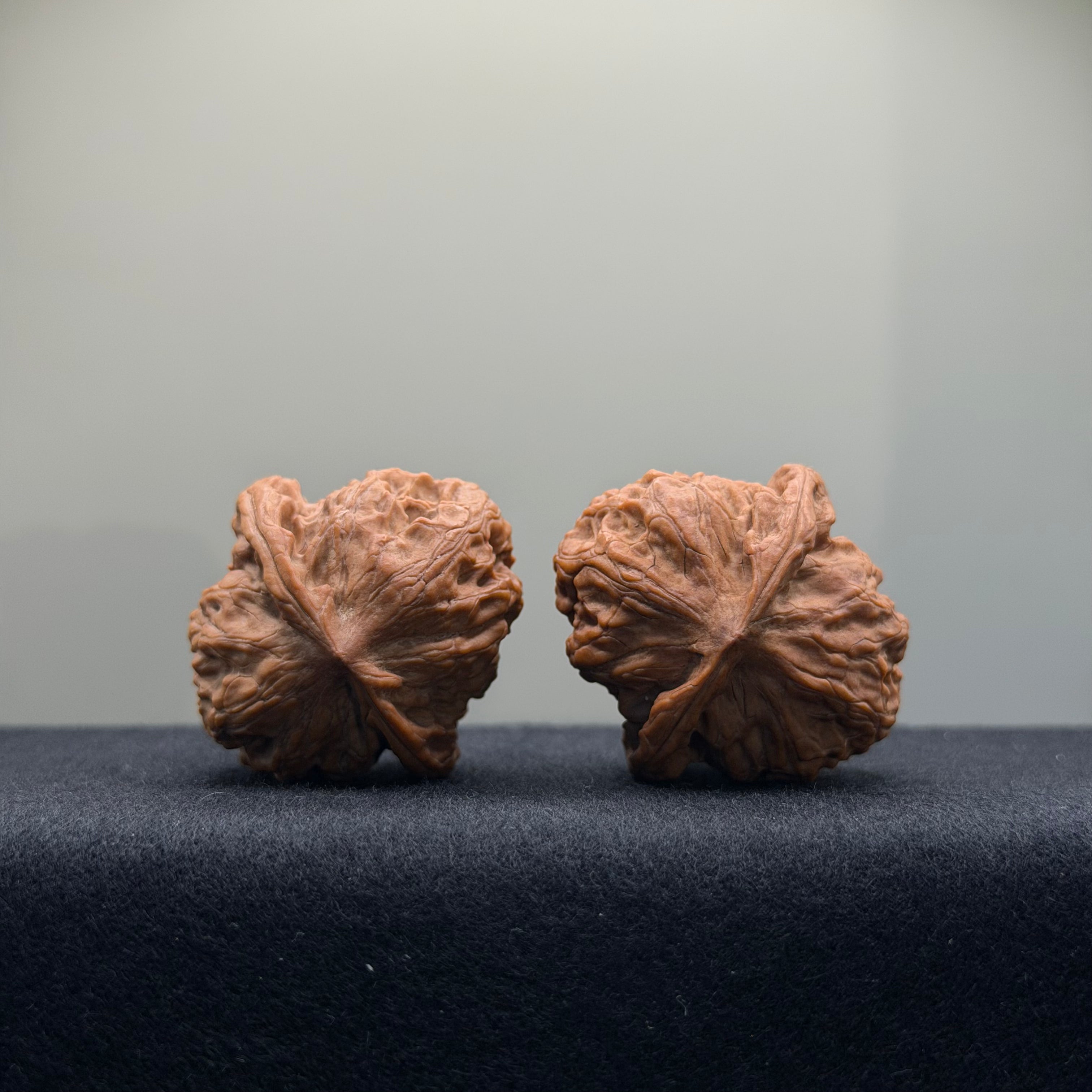Wild Wolf Wenwan Walnut · 36mm · Natural · Select Ritual
