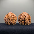 Starry Sky Wenwan Walnut · 44mm · Natural · Select Ritual
