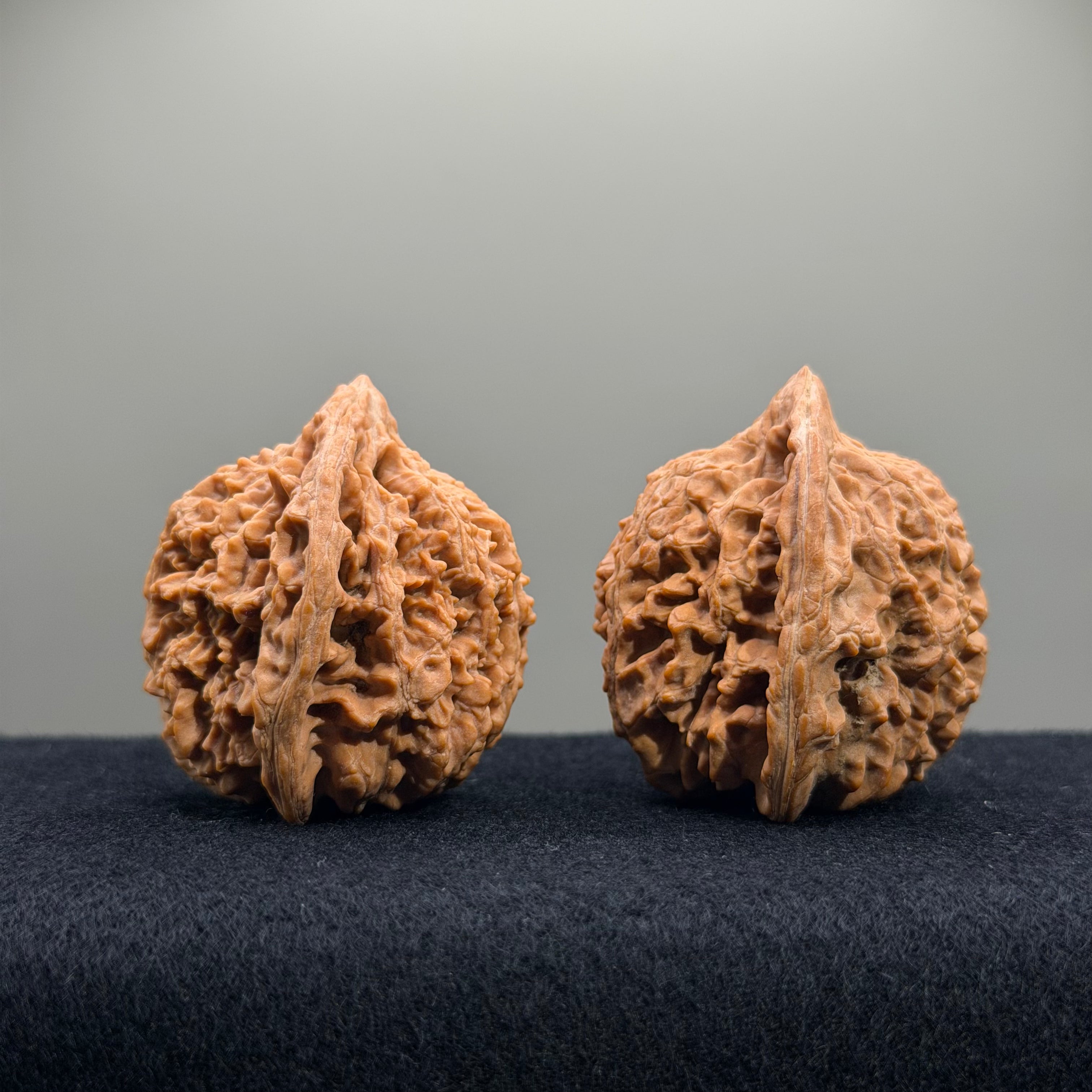 Starry Sky Wenwan Walnut · 44mm · Natural · Select Ritual