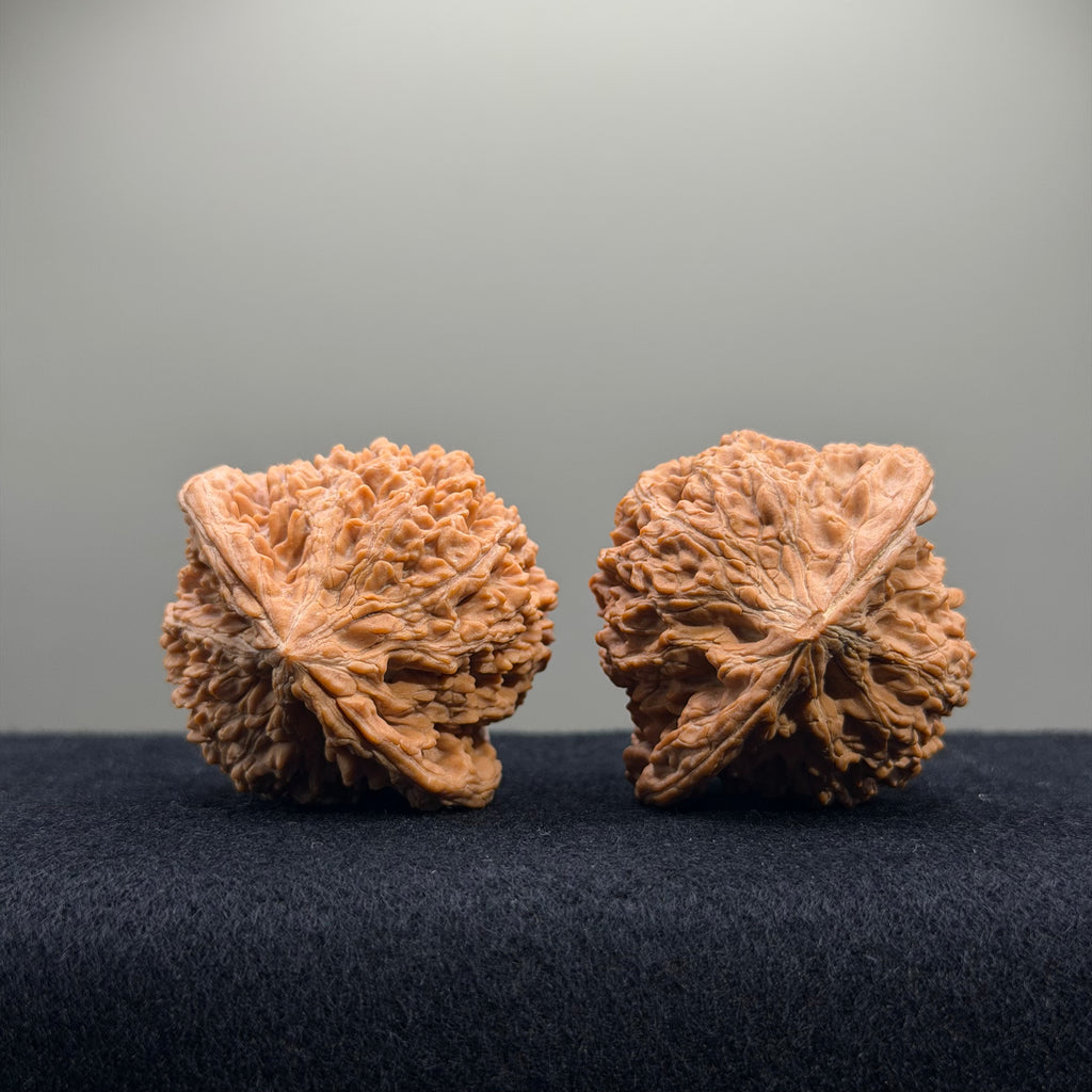 Starry Sky Wenwan Walnut · 44mm · Natural · Select Ritual