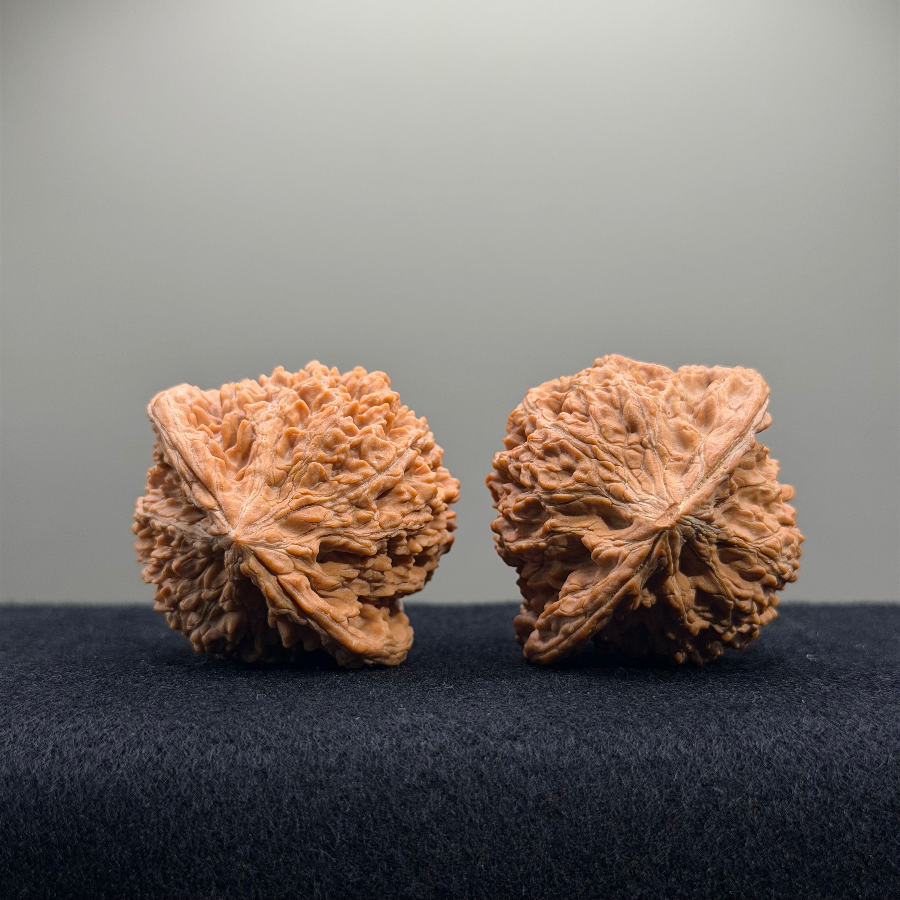 Starry Sky Wenwan Walnut · 44mm · Natural · Select Ritual