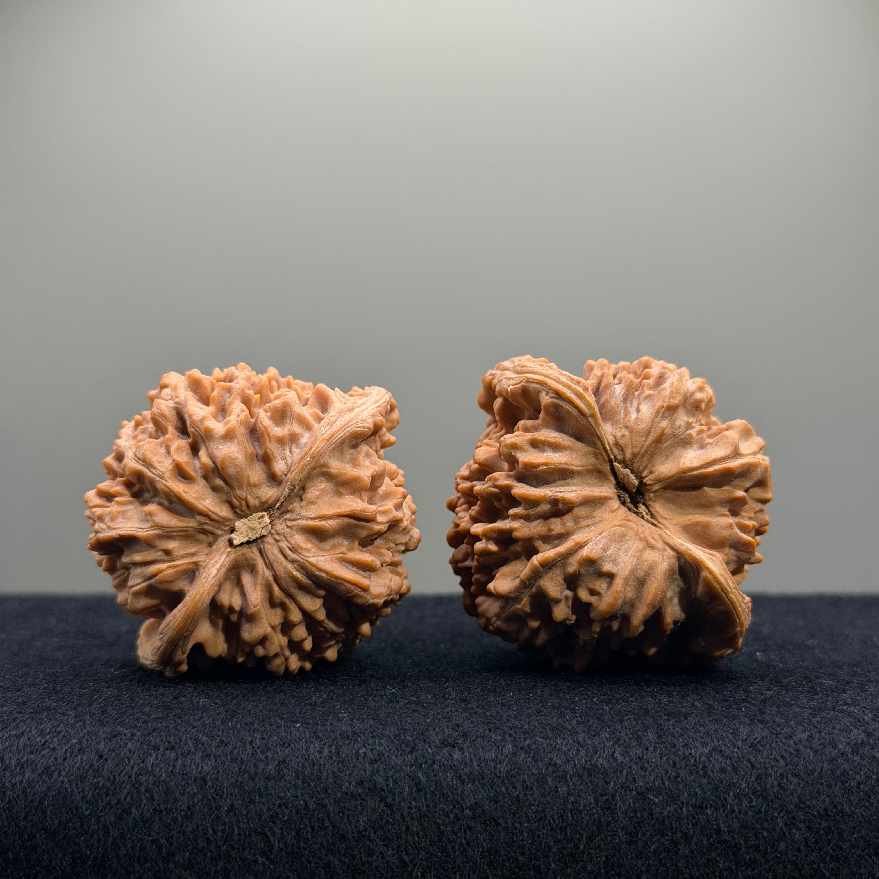 Starry Sky Wenwan Walnut · 44mm · Natural · Select Ritual