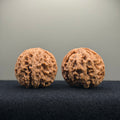 Apple Orchard Wenwan Walnut · 39mm · Natural · Entry Ritual