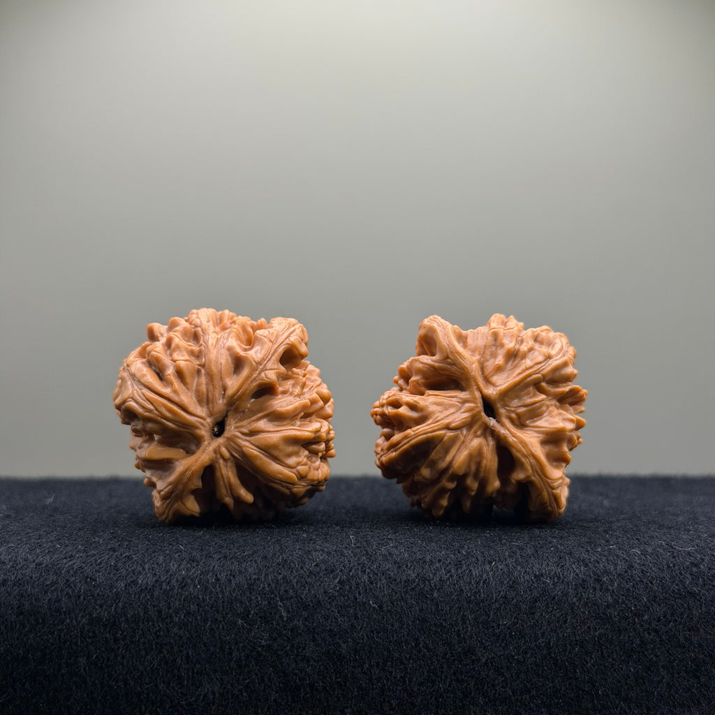 Wheat Ear Tiger Head Wenwan Walnut · 35mm · Entry Ritual
