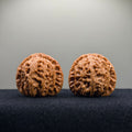 White Lion Wenwan Walnut · 41mm ·  Premium Ritual