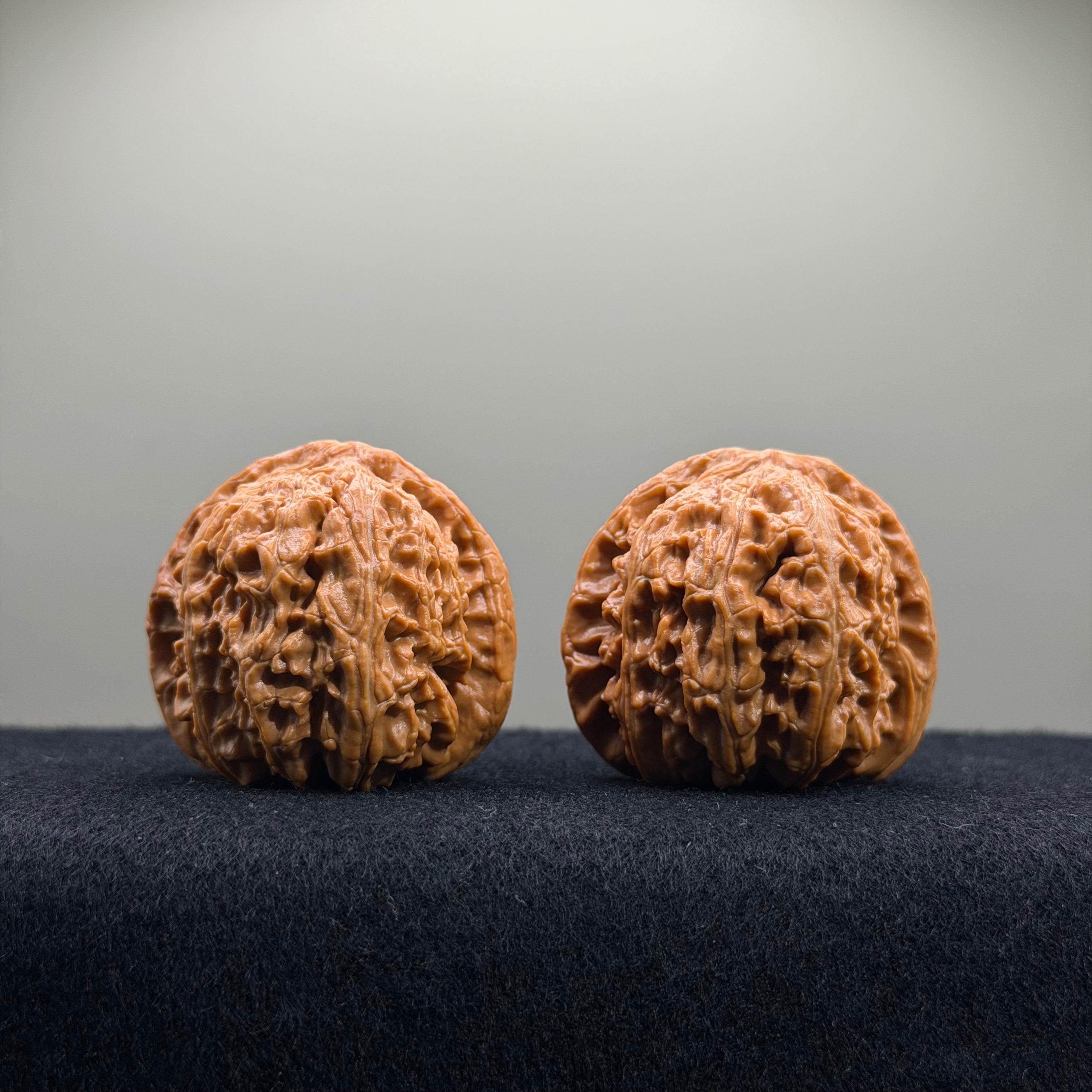 White Lion Wenwan Walnut · 41mm ·  Premium Ritual