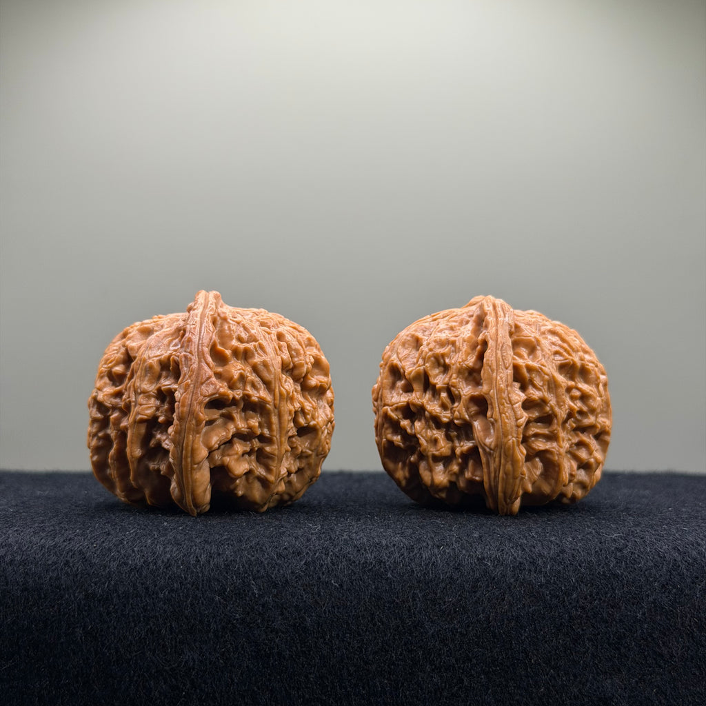 White Lion Wenwan Walnut · 41mm ·  Premium Ritual