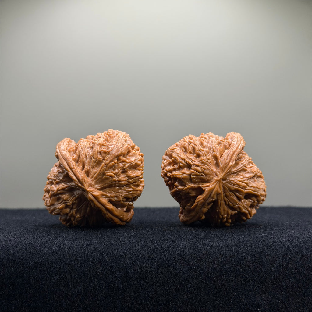 White Lion Wenwan Walnut · 41mm ·  Premium Ritual