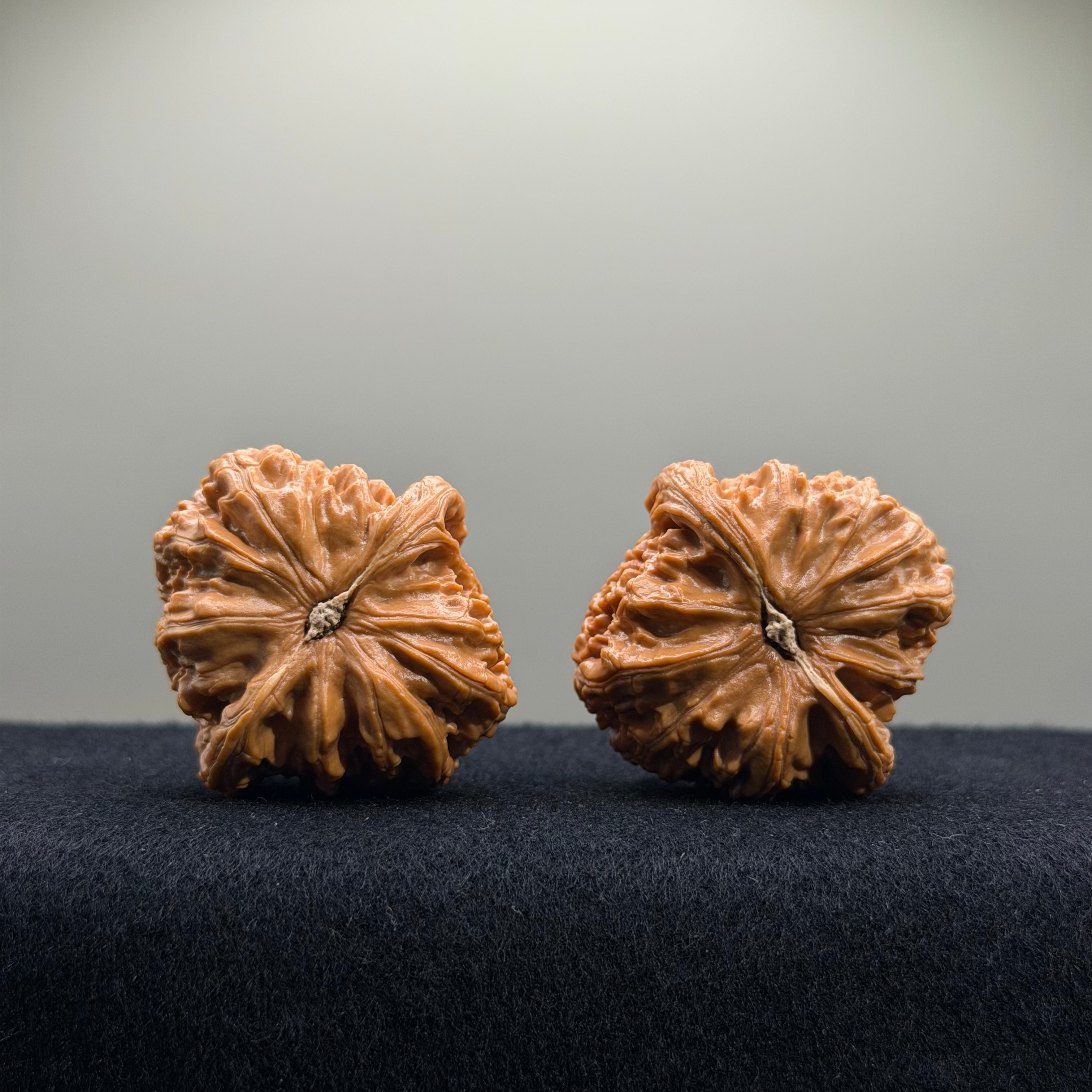 White Lion Wenwan Walnut · 41mm ·  Premium Ritual