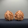 First Love Wenwan Walnut · 37mm · Natural · Entry Ritual