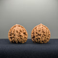 Coiled Dragon Tiger Head Wenwan Walnut · 37mm · Natural · Entry Ritual