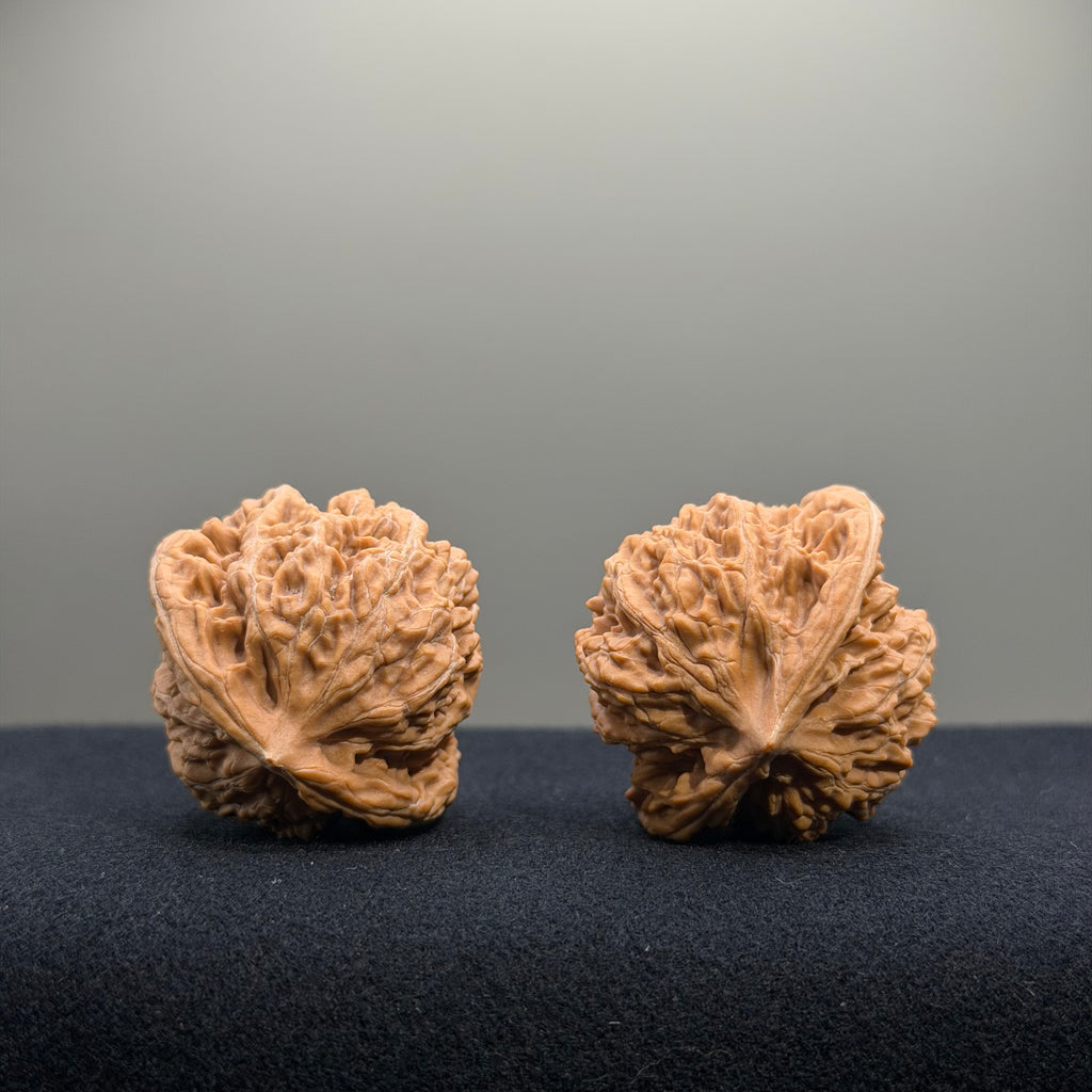 Coiled Dragon Tiger Head Wenwan Walnut · 37mm · Natural · Entry Ritual