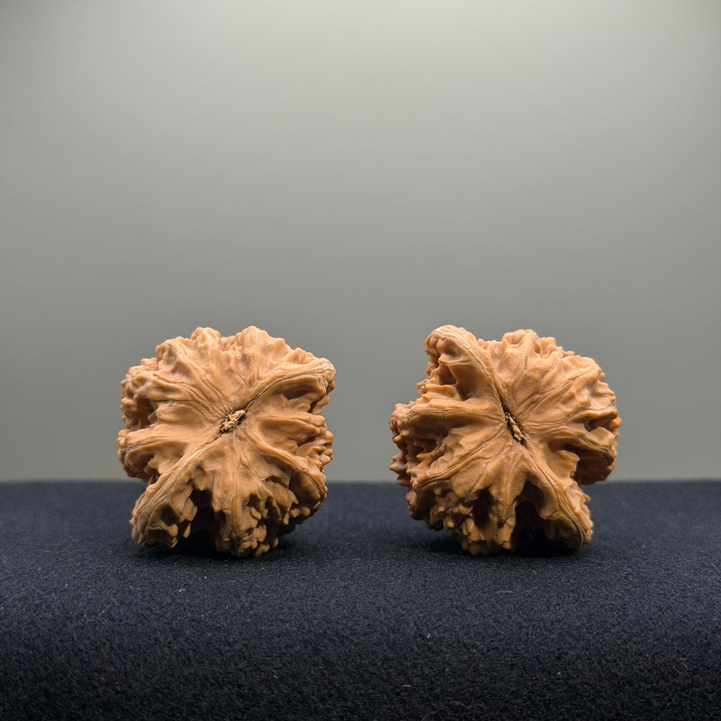 Coiled Dragon Tiger Head Wenwan Walnut · 37mm · Natural · Entry Ritual