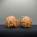 Coiled Dragon Tiger Head Wenwan Walnut · 39mm · Natural · Entry Ritual