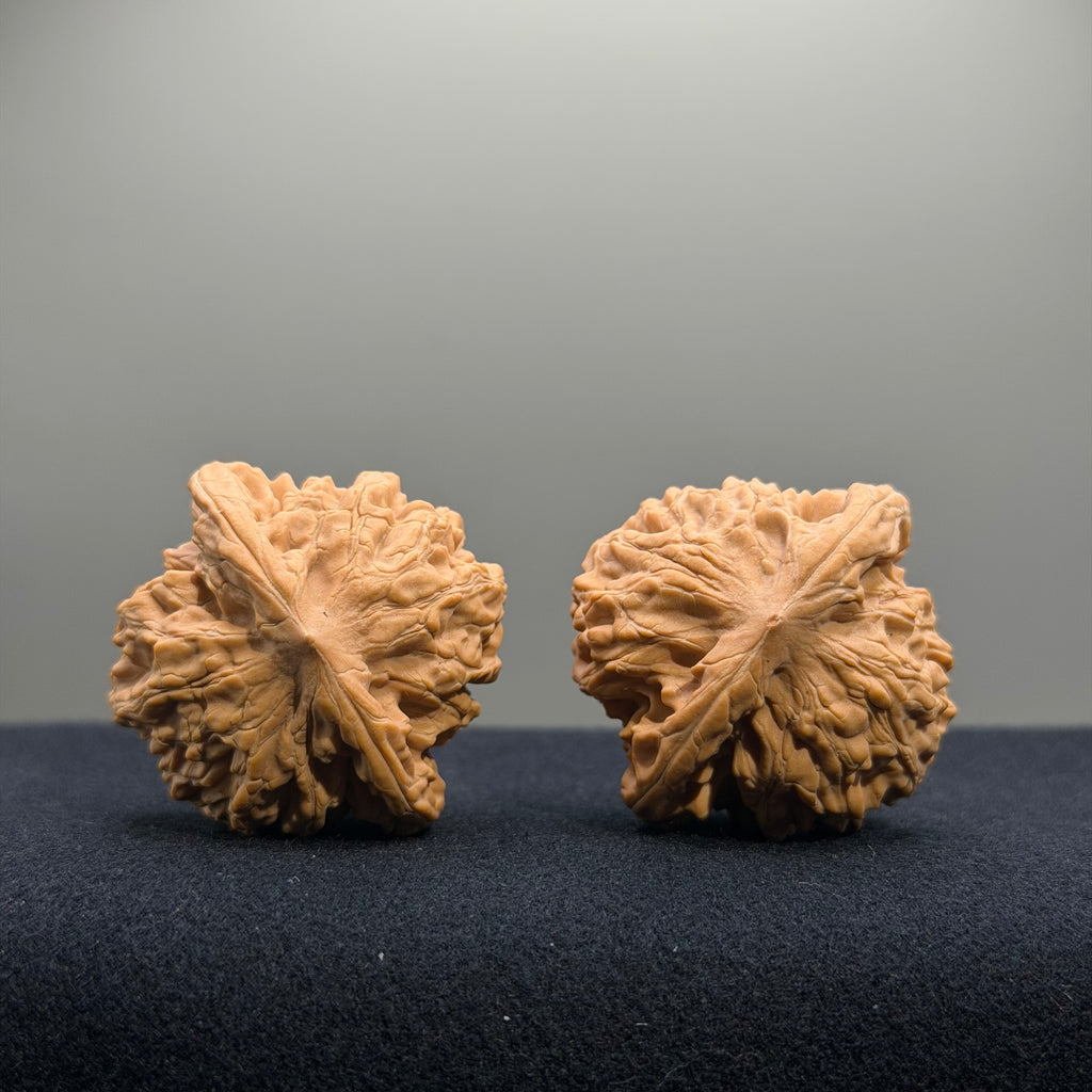 Coiled Dragon Tiger Head Wenwan Walnut · 39mm · Natural · Entry Ritual