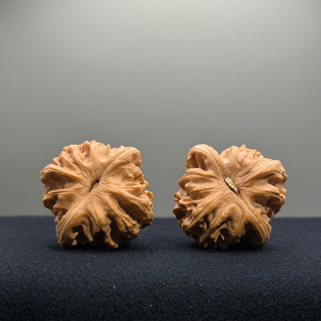 Coiled Dragon Tiger Head Wenwan Walnut · 39mm · Natural · Entry Ritual