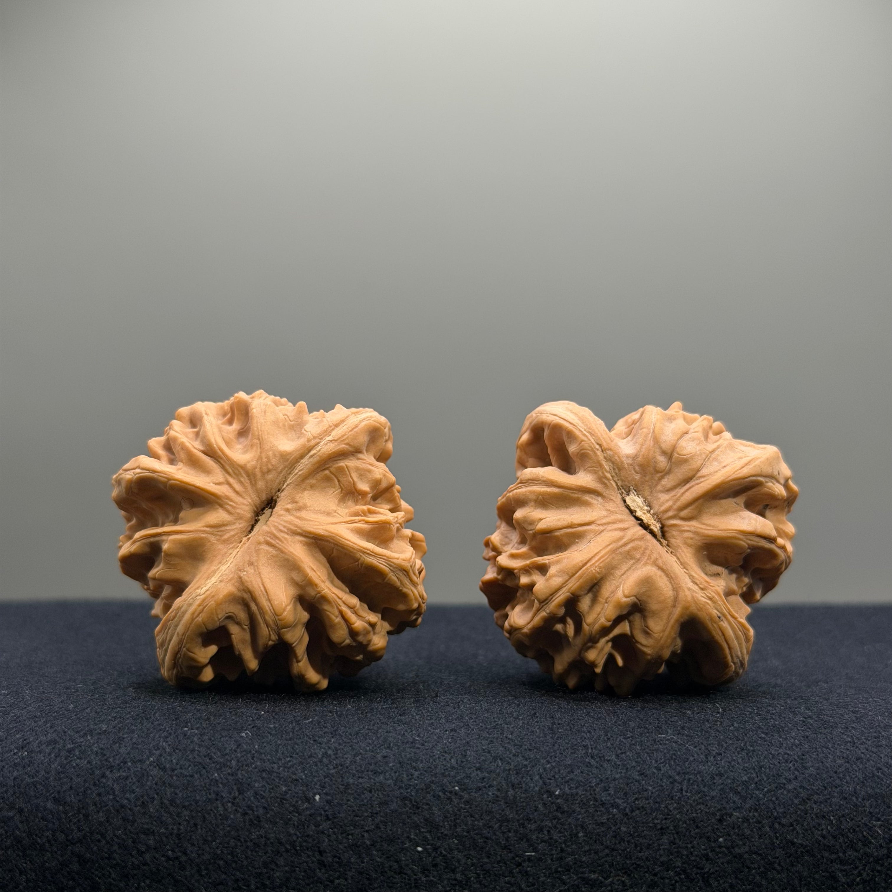 Coiled Dragon Tiger Head Wenwan Walnut · 39mm · Natural · Entry Ritual