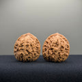Coiled Dragon Tiger Head Wenwan Walnut · 35mm · Natural · Entry Ritual