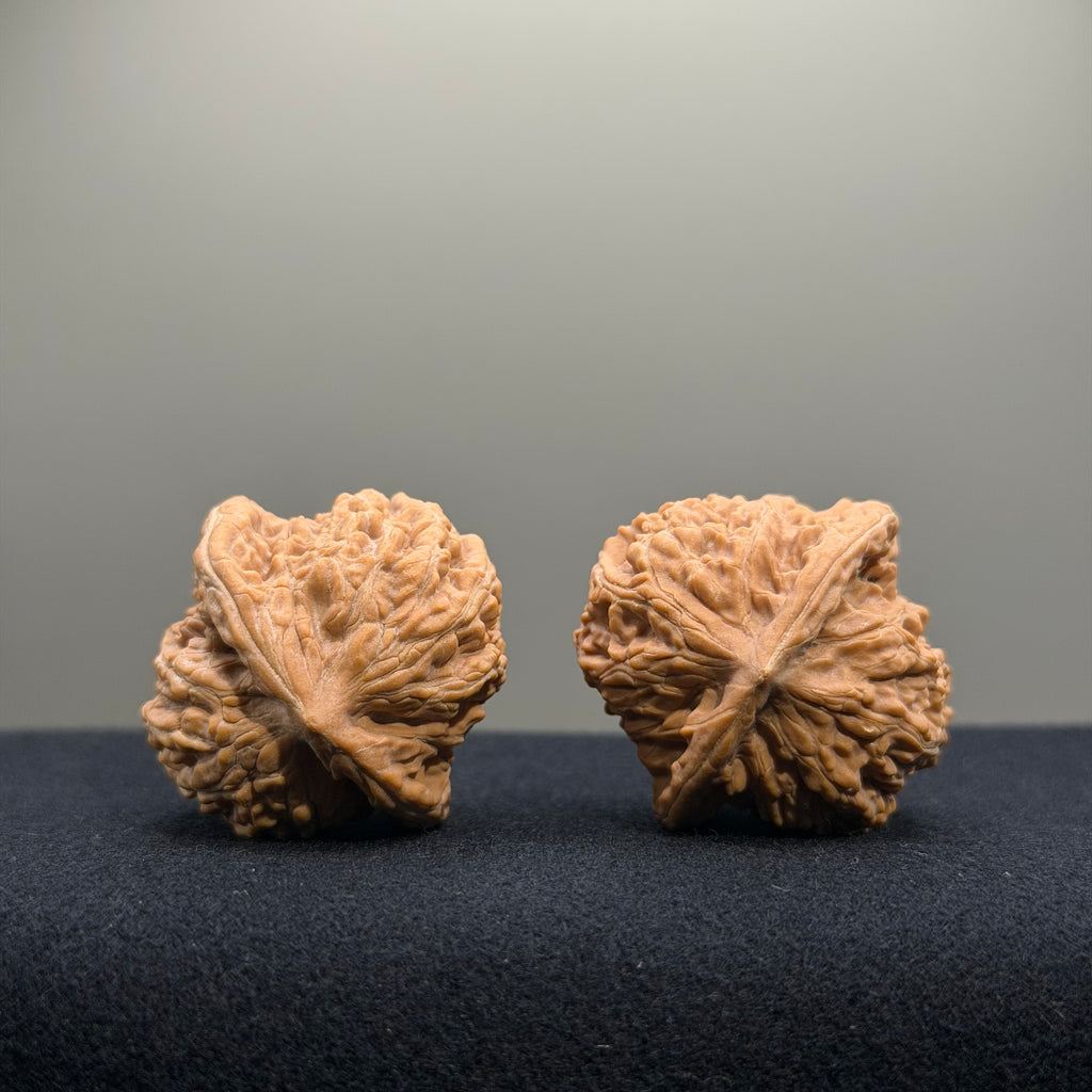 Coiled Dragon Tiger Head Wenwan Walnut · 35mm · Natural · Entry Ritual