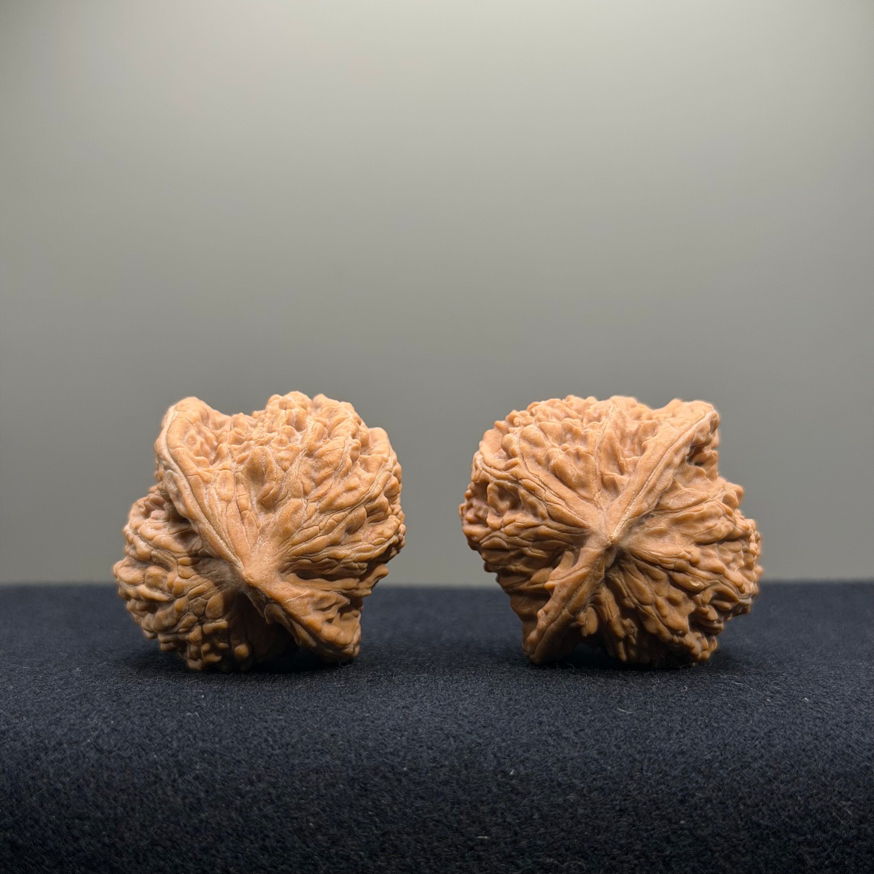 Coiled Dragon Tiger Head Wenwan Walnut · 35mm · Natural · Entry Ritual