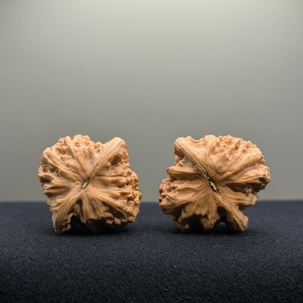 Coiled Dragon Tiger Head Wenwan Walnut · 35mm · Natural · Entry Ritual
