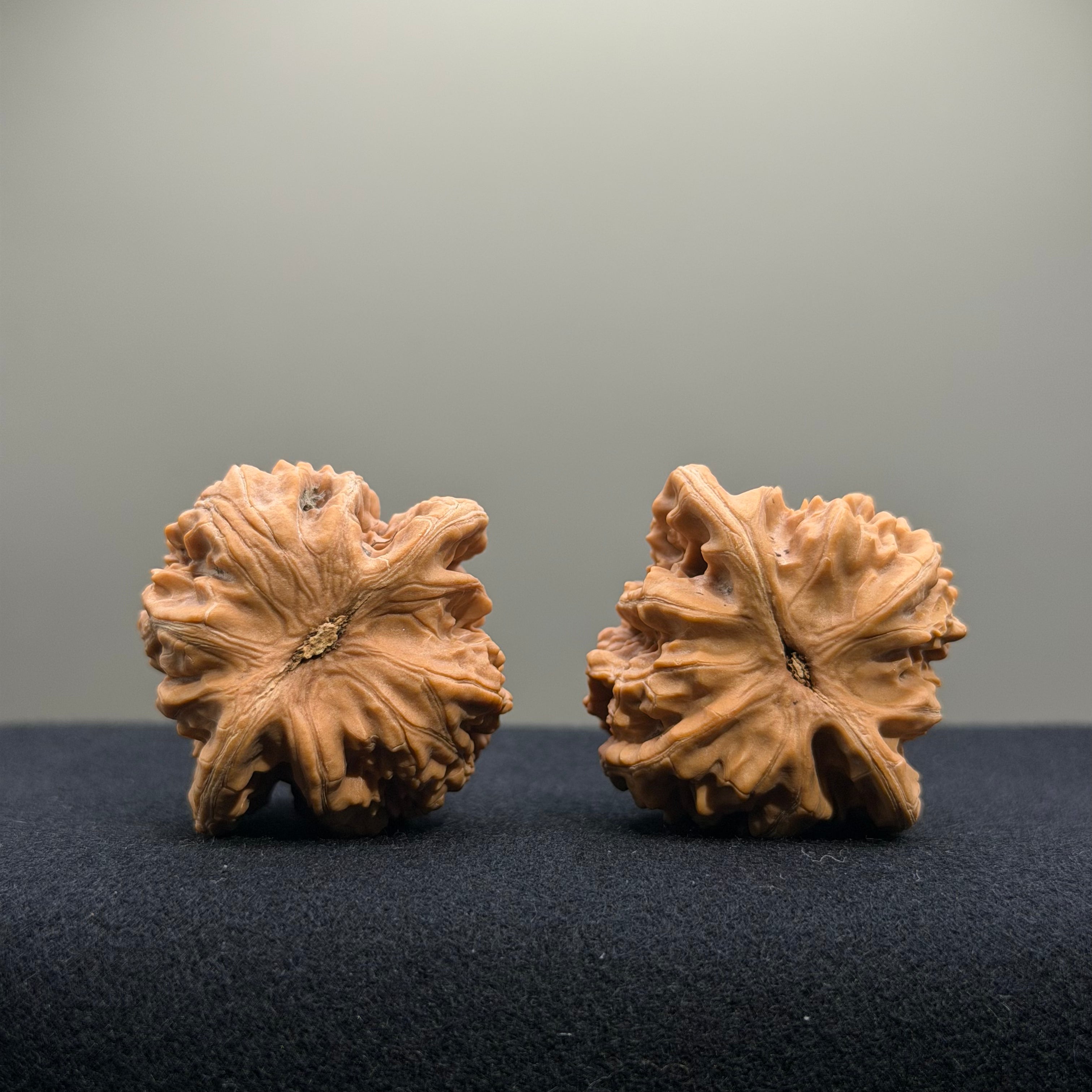 Coiled Dragon Tiger Head Wenwan Walnut · 38mm · Natural · Entry Ritual