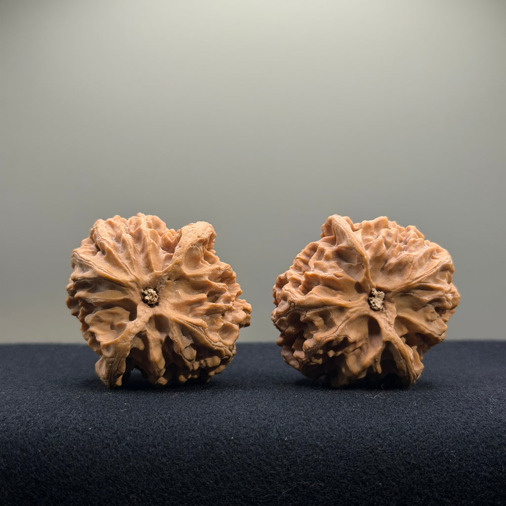 Apple Orchard Wenwan Walnut · 41mm · Natural · Select Ritual