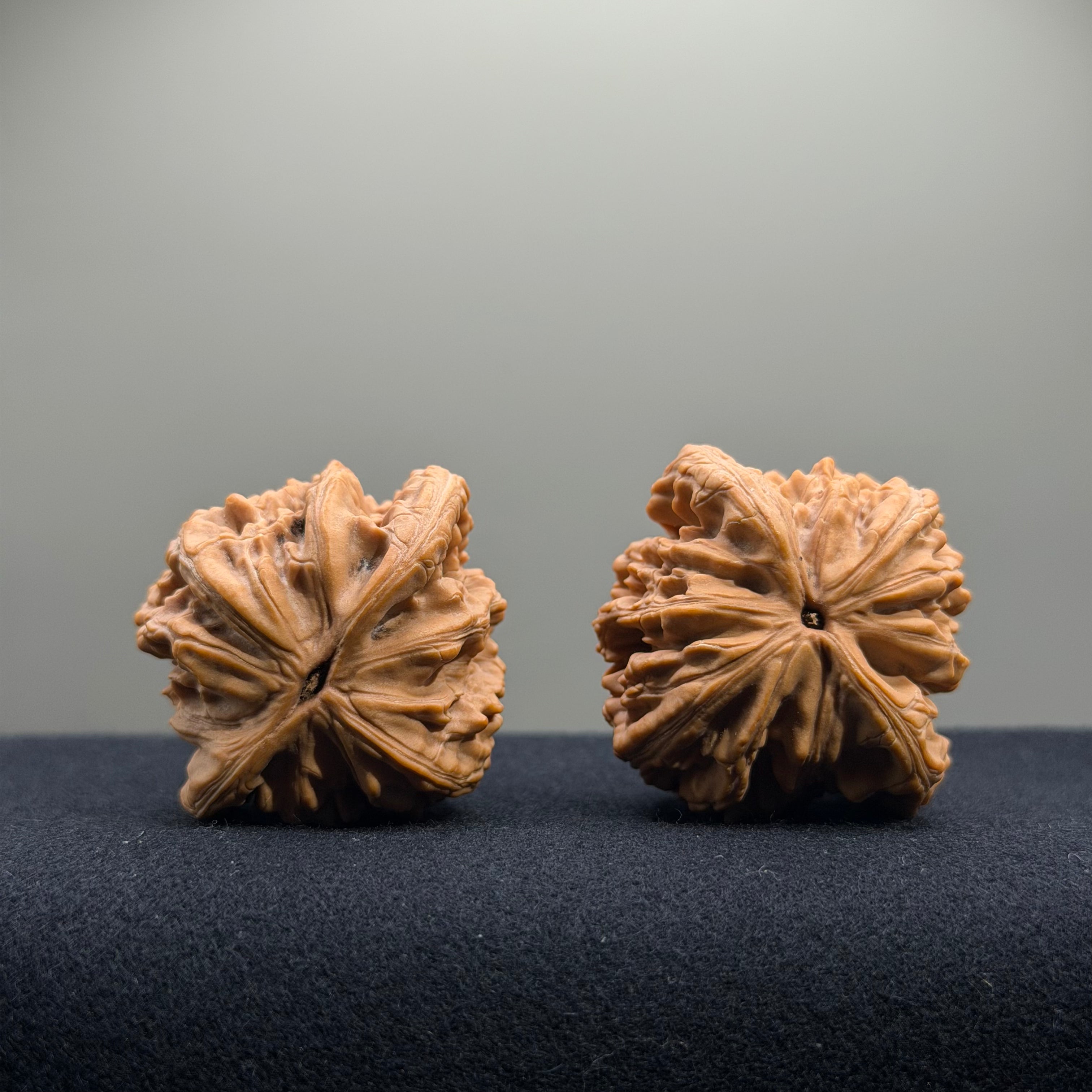 Wheat Ear Tiger Head Wenwan Walnut · 41mm · Natural · Entry Ritual