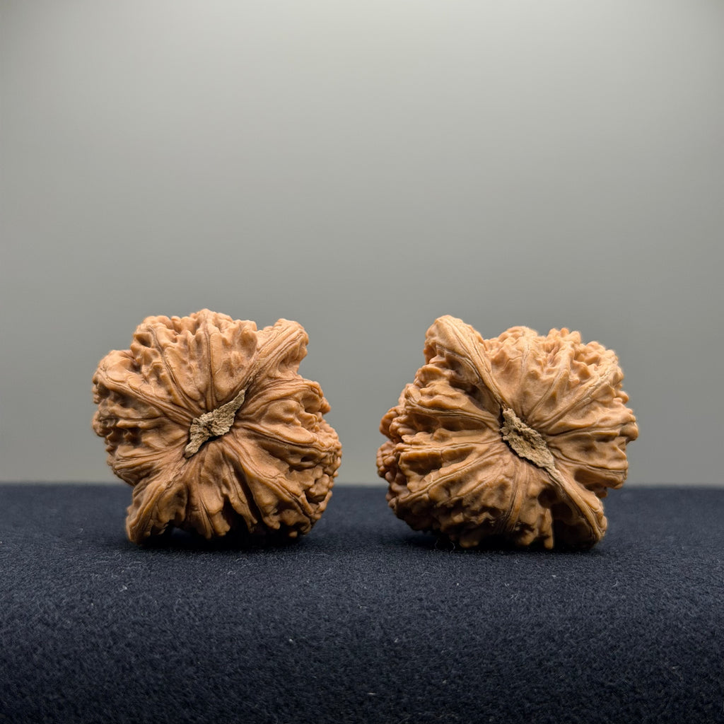 Ruby Wenwan Walnut · 36/37mm · Natural · Entry Ritual