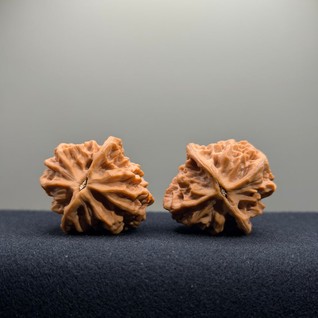Regal Spine Wenwan Walnut · 33mm · Natural · Select Ritual