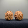 Gemini Wenwan Walnut · 31mm · Natural · Premium Ritual