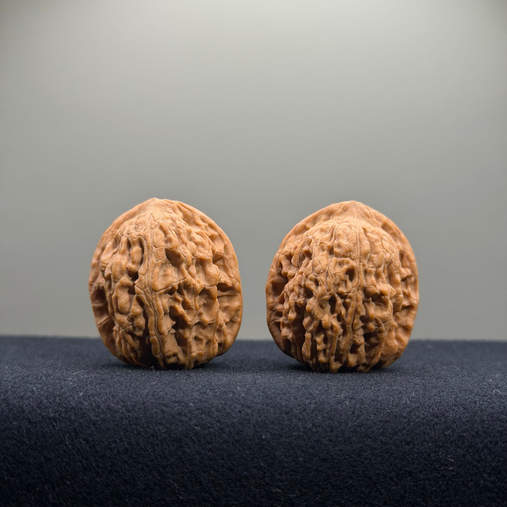 Gemini Wenwan Walnut · 31mm · Natural · Premium Ritual