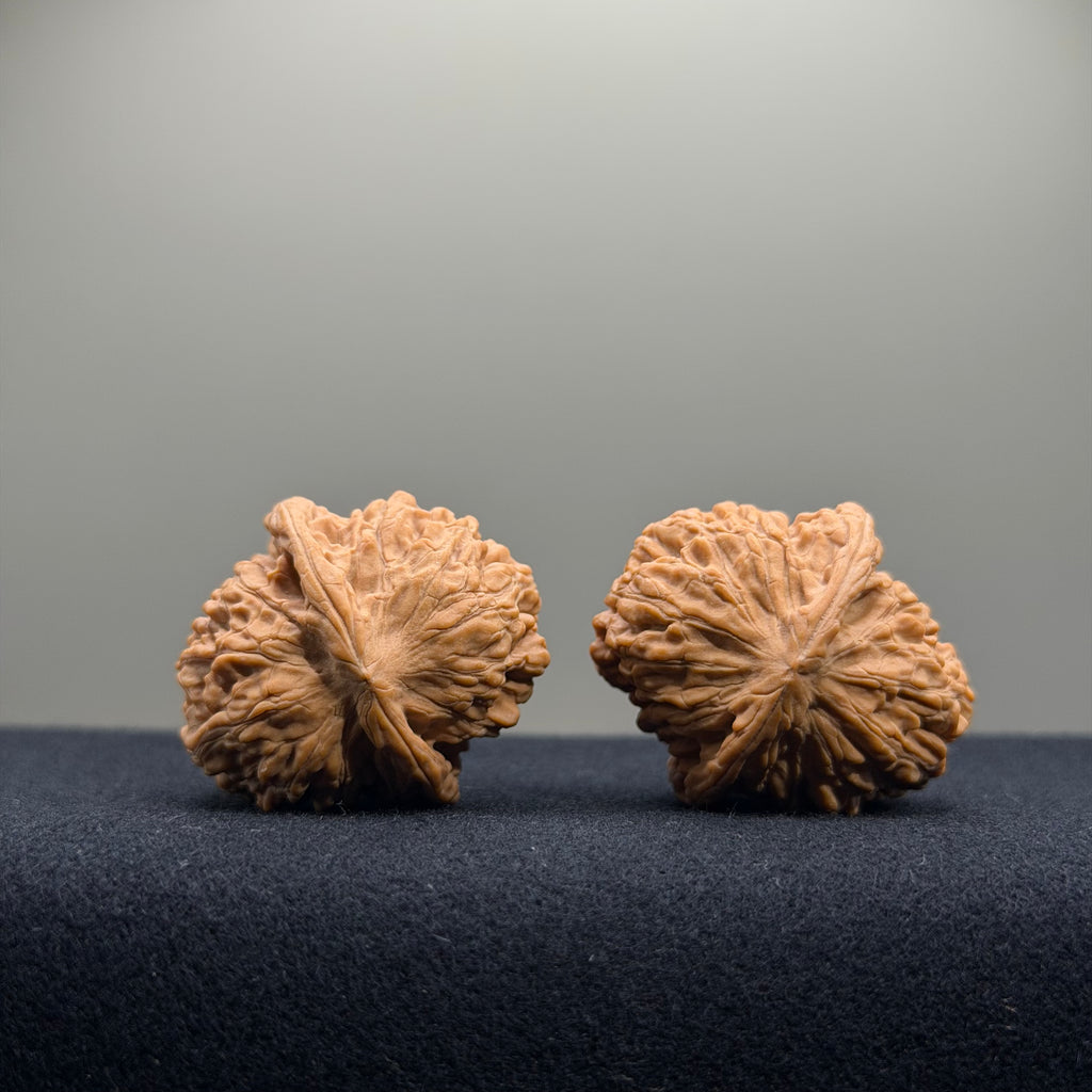 Gemini Wenwan Walnut · 31mm · Natural · Premium Ritual