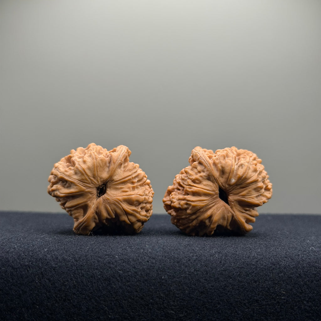 Gemini Wenwan Walnut · 31mm · Natural · Premium Ritual