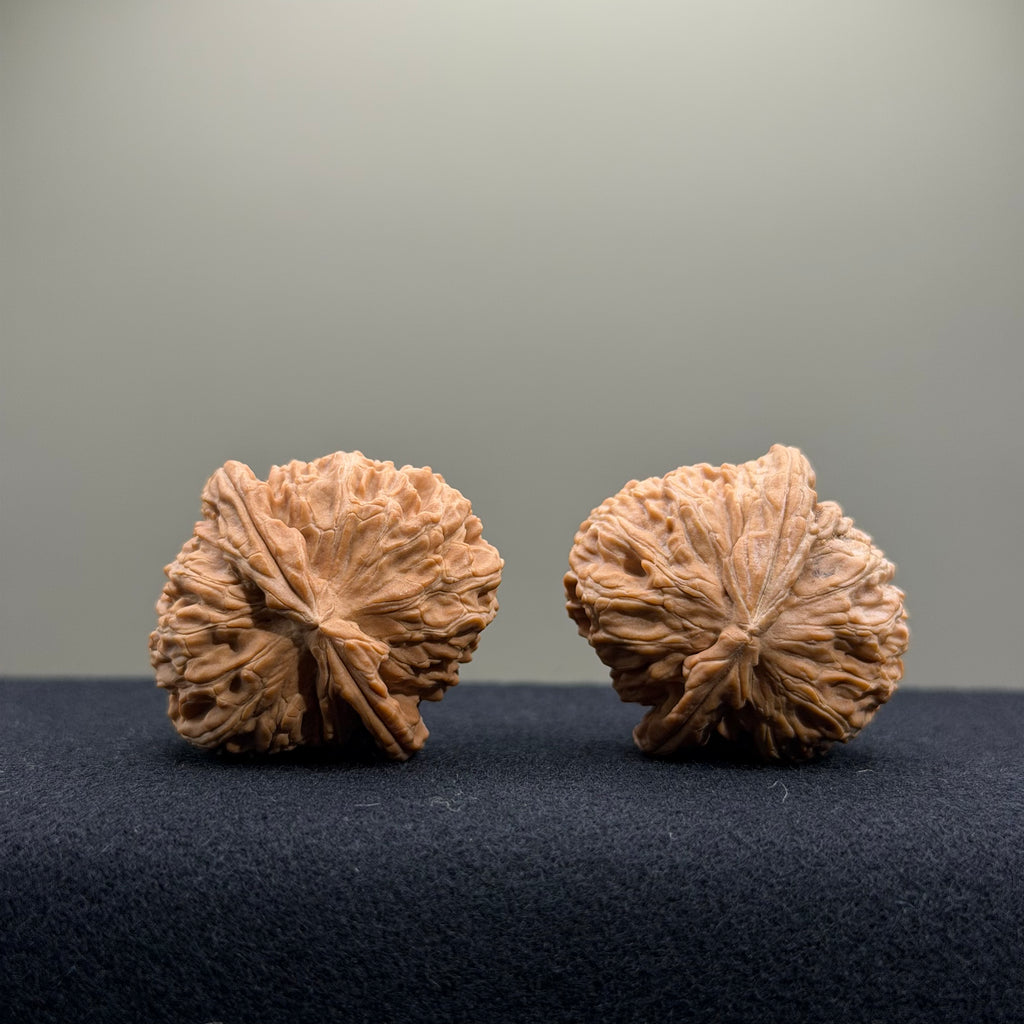 White Lion Wenwan Walnut · 34mm · Natural · Entry Ritual