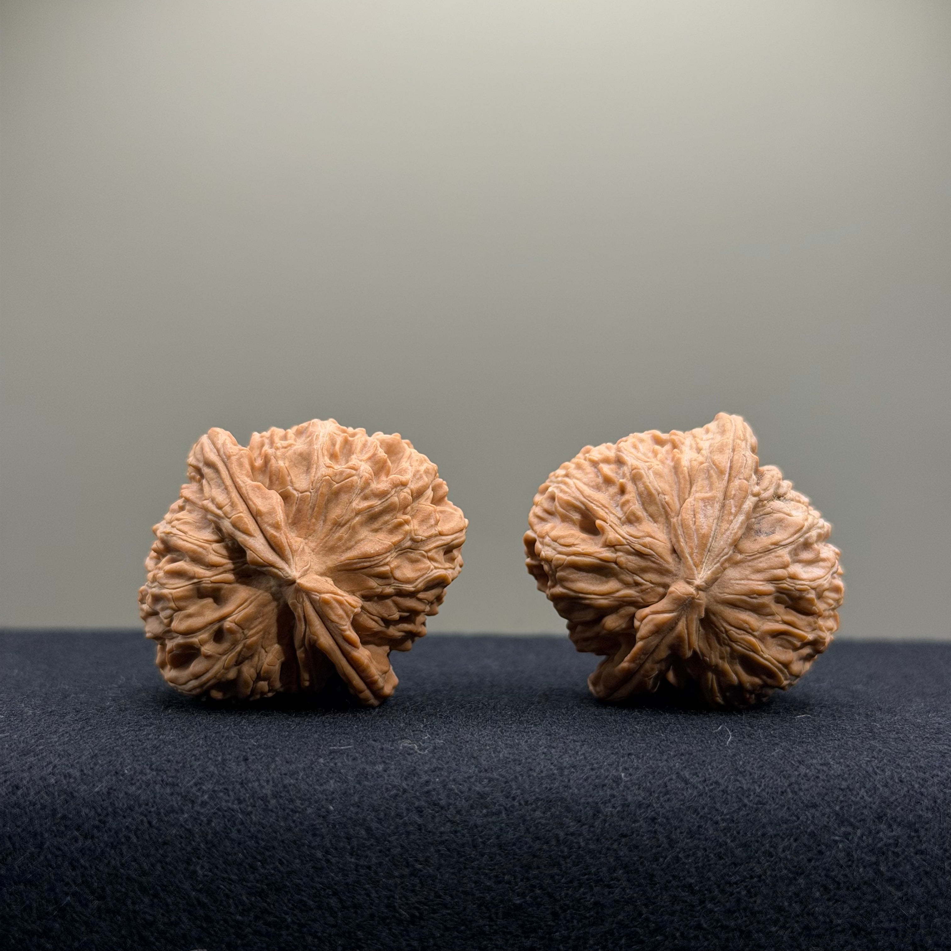 White Lion Wenwan Walnut · 34mm · Natural · Entry Ritual