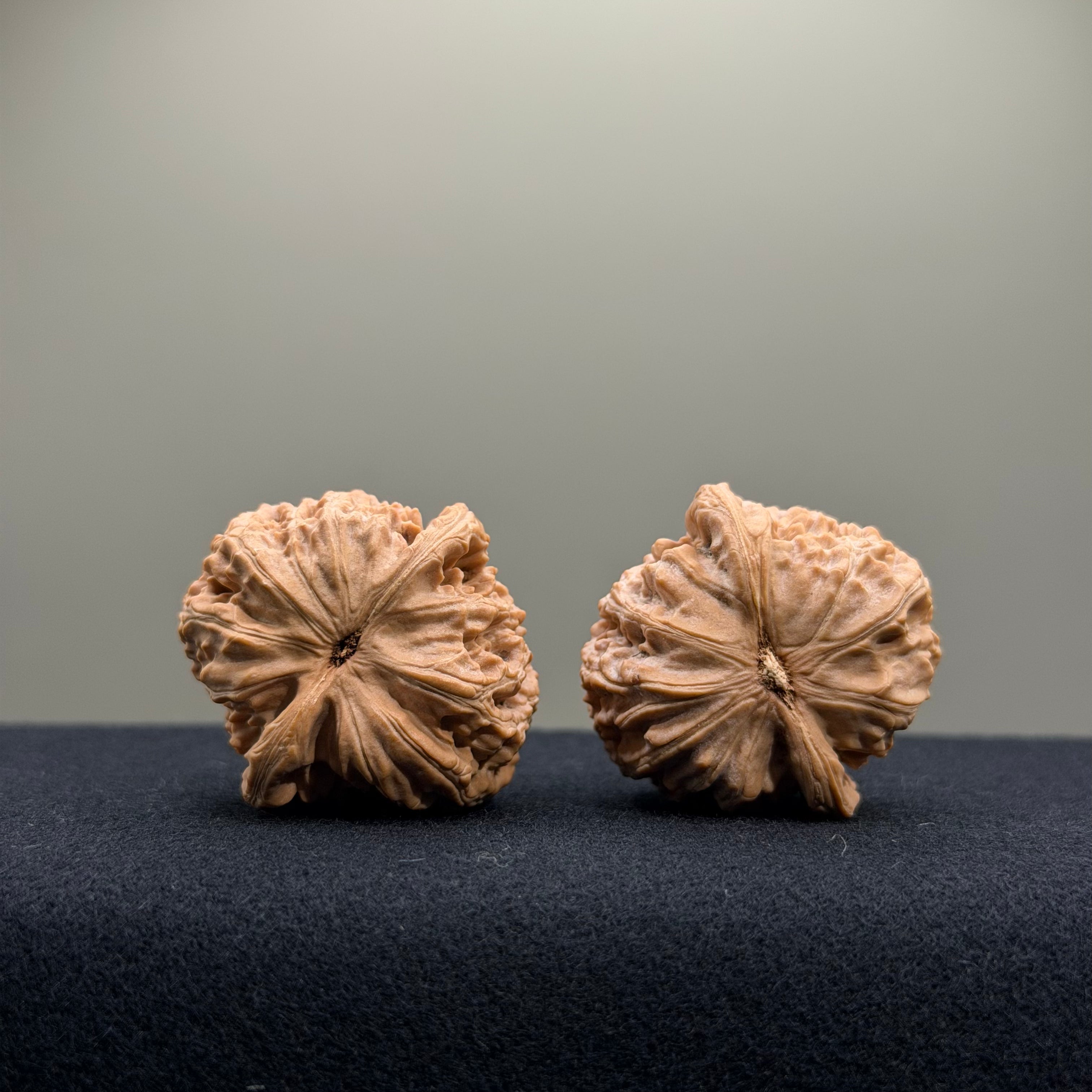 White Lion Wenwan Walnut · 34mm · Natural · Entry Ritual