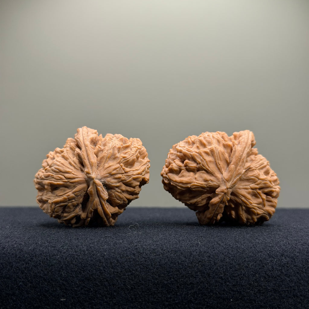 White Lion Wenwan Walnut · 34mm · Natural · Entry Ritual