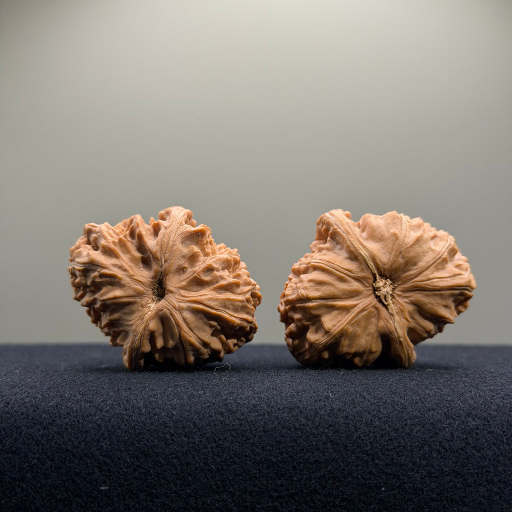 White Lion Wenwan Walnut · 34mm · Natural · Entry Ritual