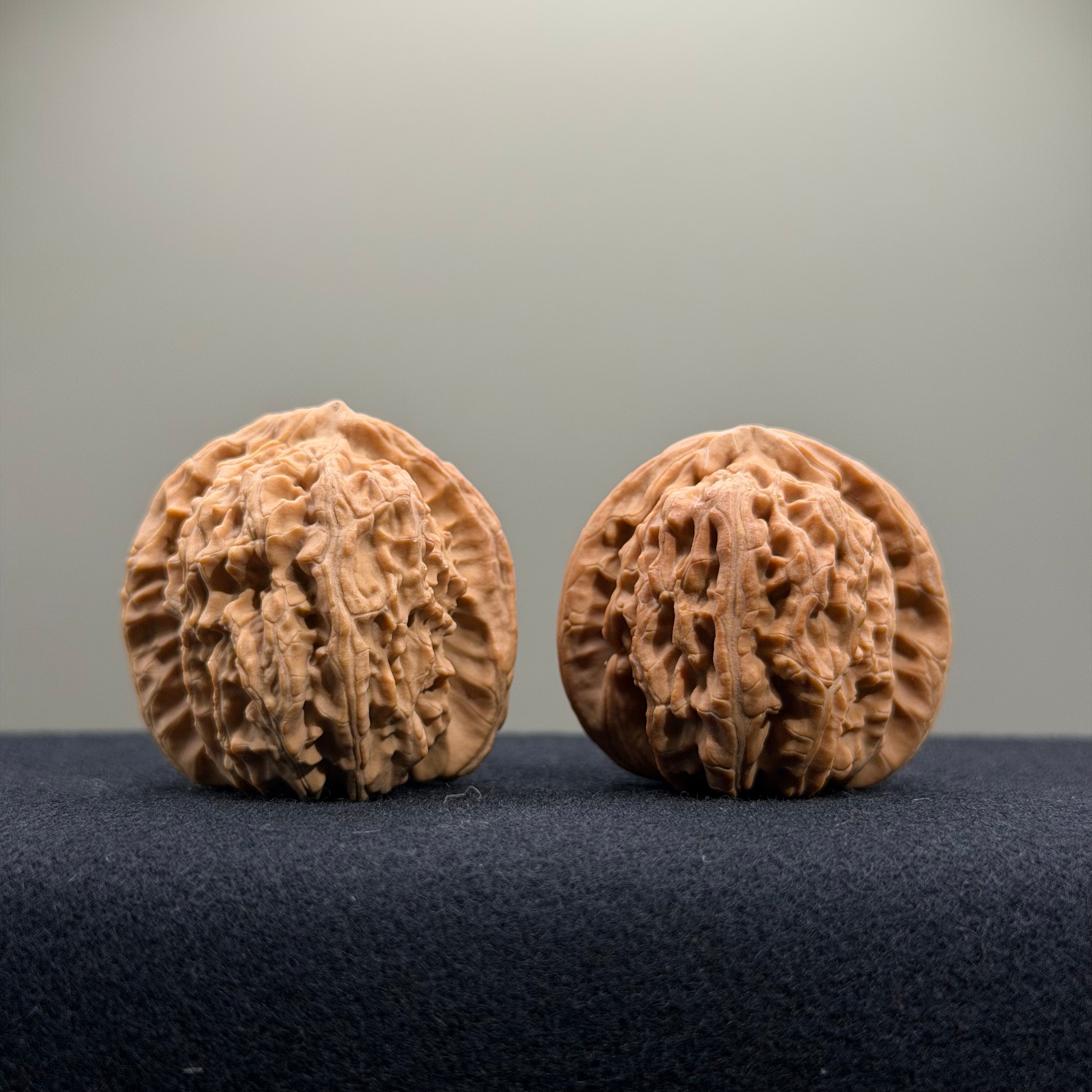 White Lion Wenwan Walnut · 36mm · Natural · Entry Ritual