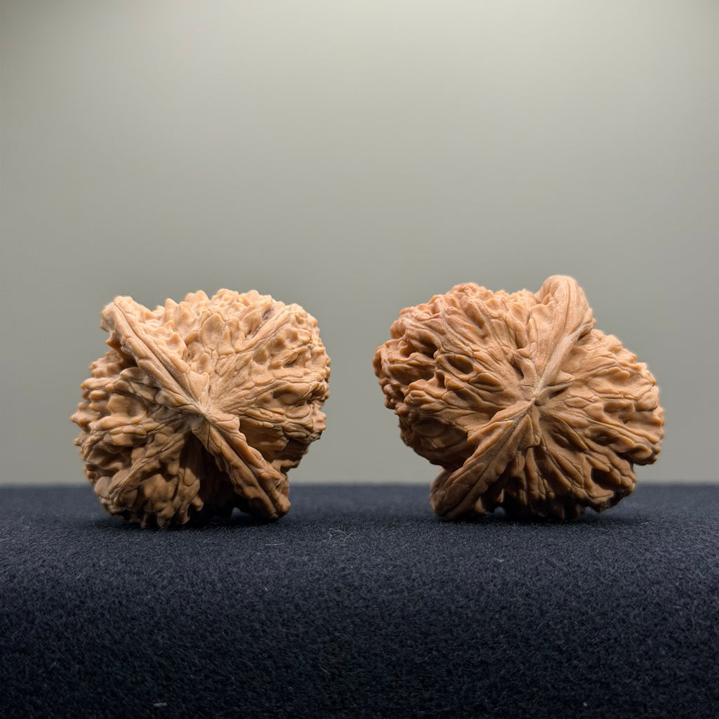 White Lion Wenwan Walnut · 36mm · Natural · Entry Ritual