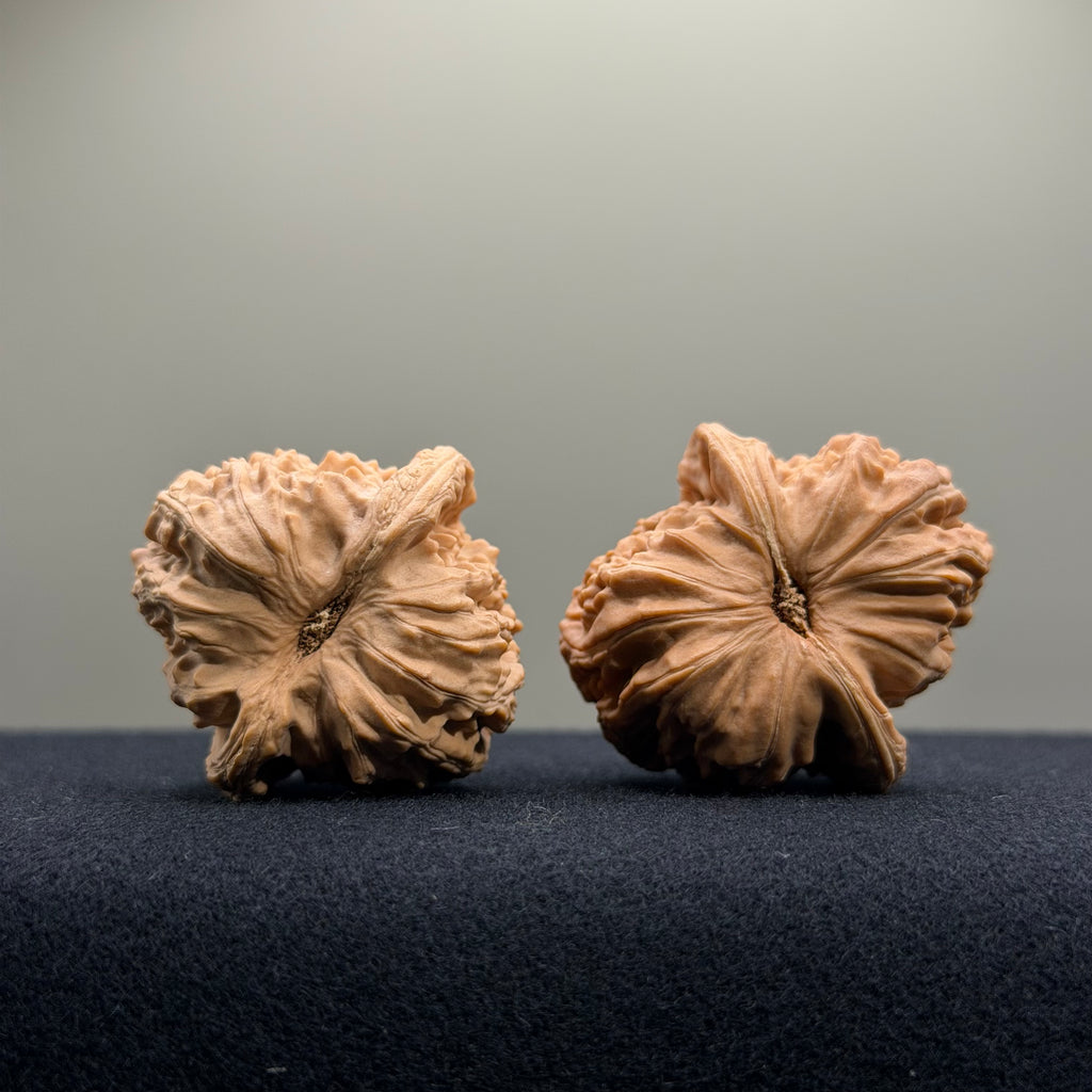 White Lion Wenwan Walnut · 36mm · Natural · Entry Ritual