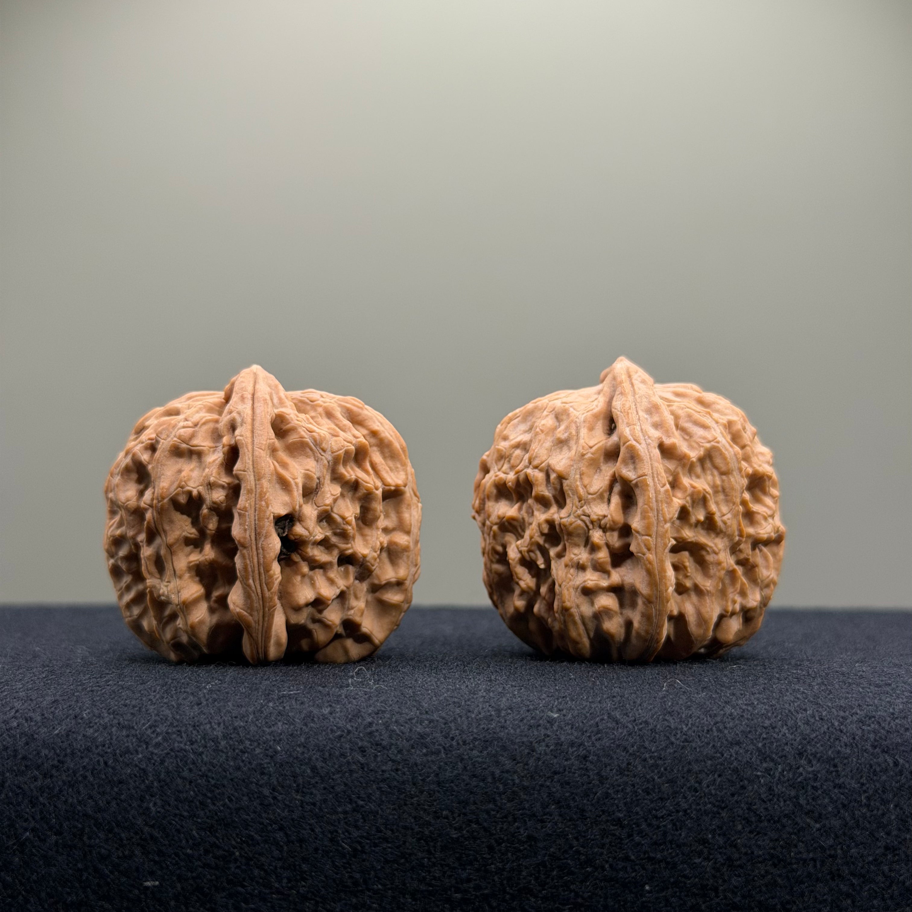 White Lion Wenwan Walnut · 35mm · Natural · Entry Ritual