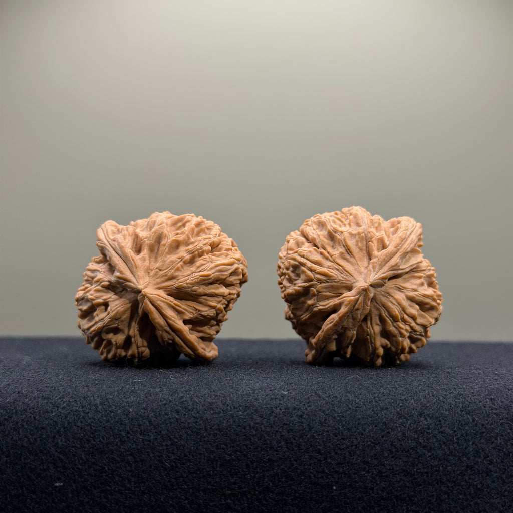 White Lion Wenwan Walnut · 35mm · Natural · Entry Ritual
