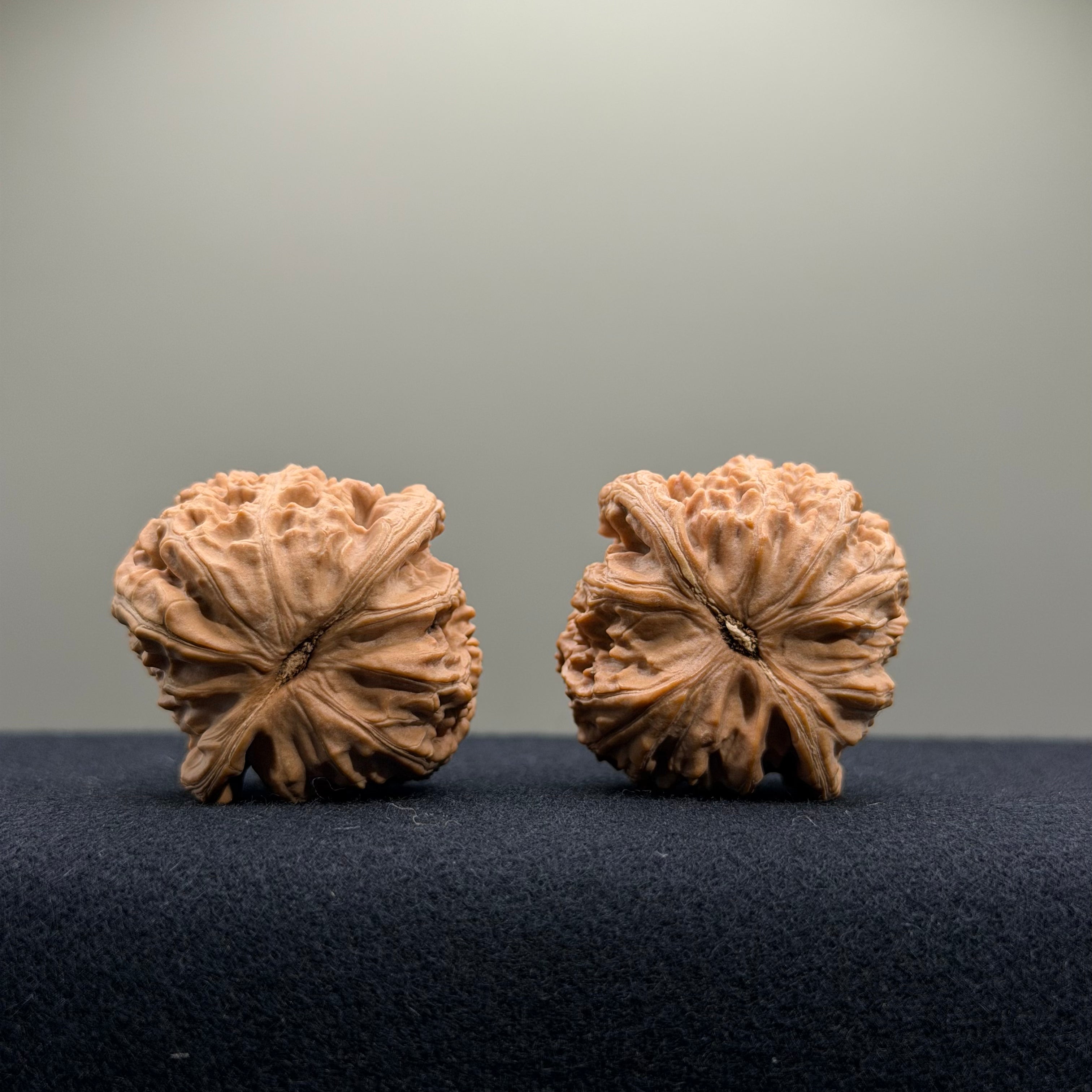 White Lion Wenwan Walnut · 35mm · Natural · Entry Ritual