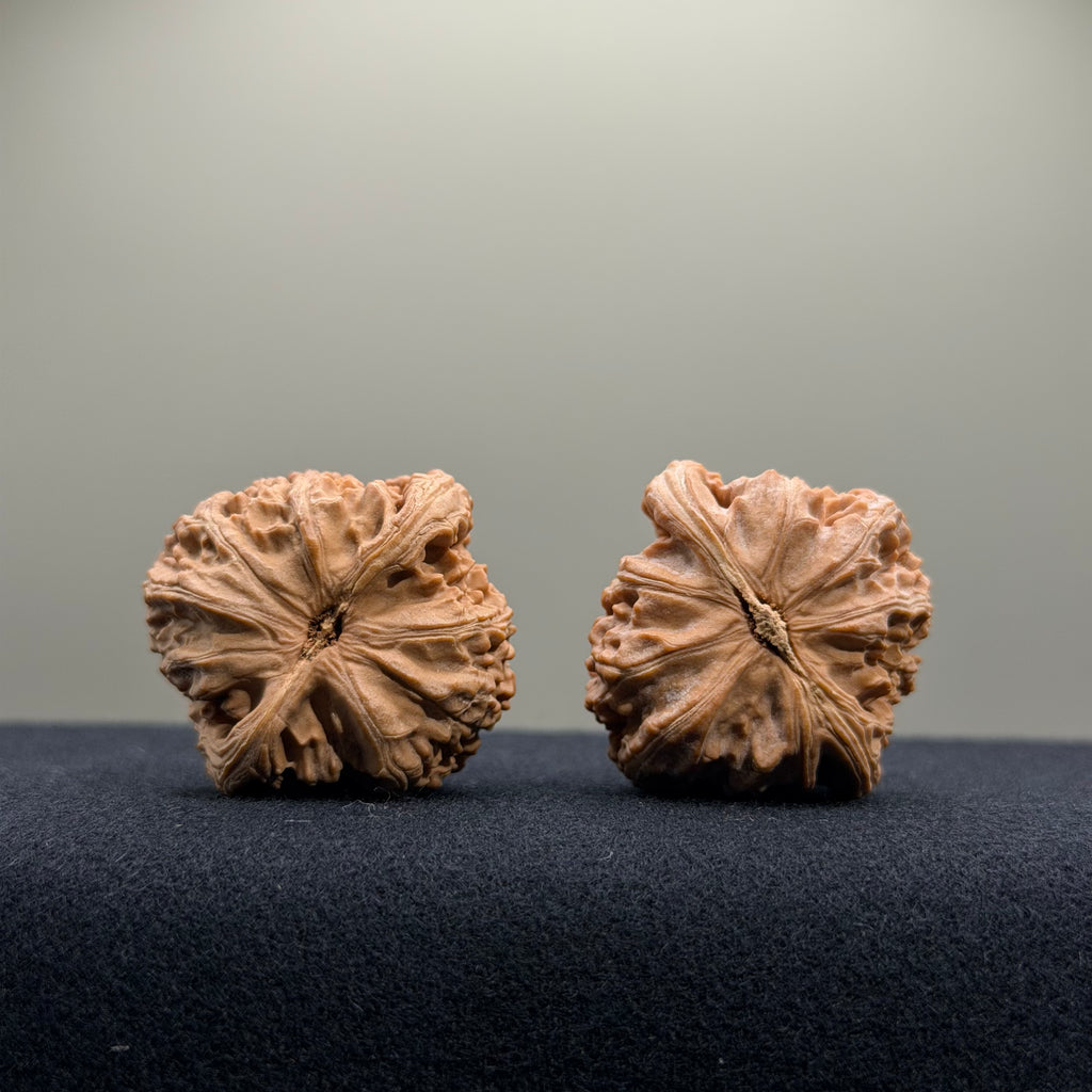 White Lion Wenwan Walnut · 34mm · Natural · Entry Ritual