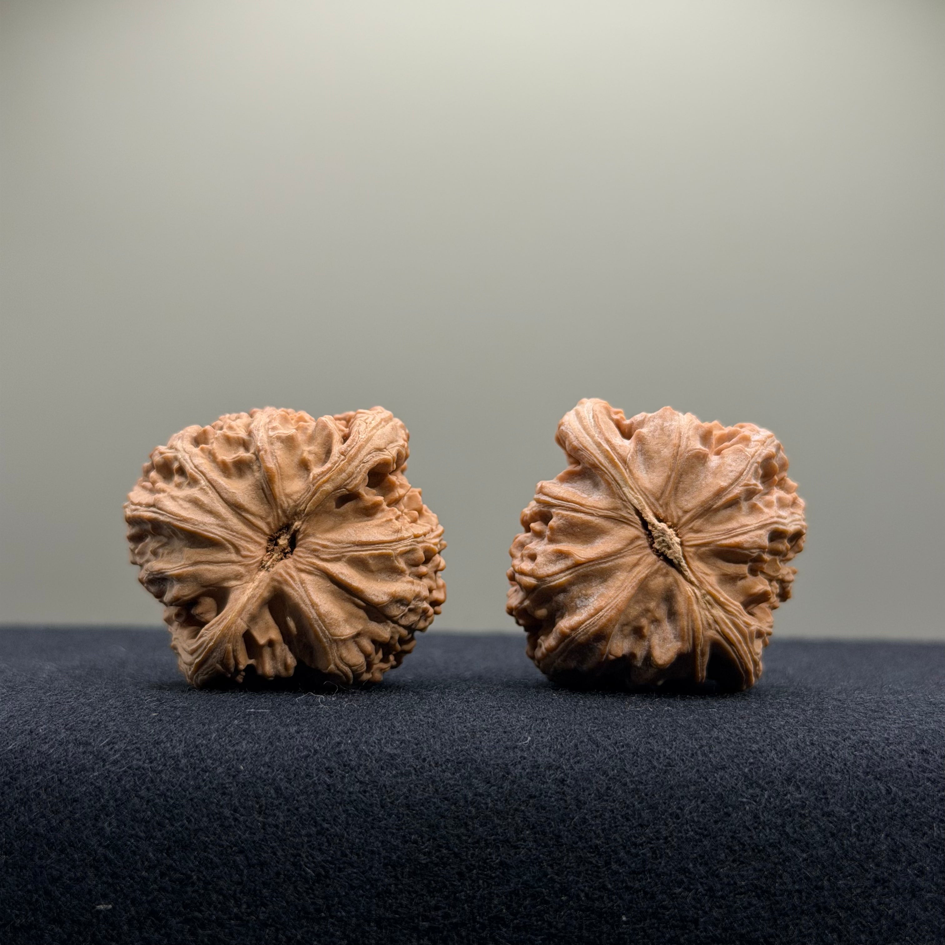 White Lion Wenwan Walnut · 34mm · Natural · Entry Ritual