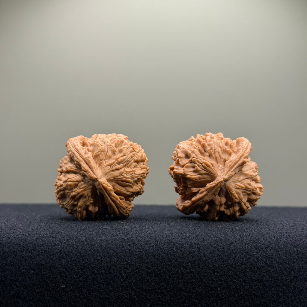 White Lion Wenwan Walnut · 34mm · Natural · Select Ritual