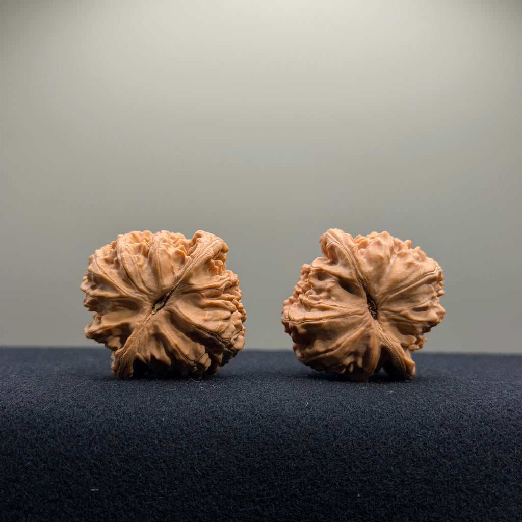 White Lion Wenwan Walnut · 34mm · Natural · Select Ritual
